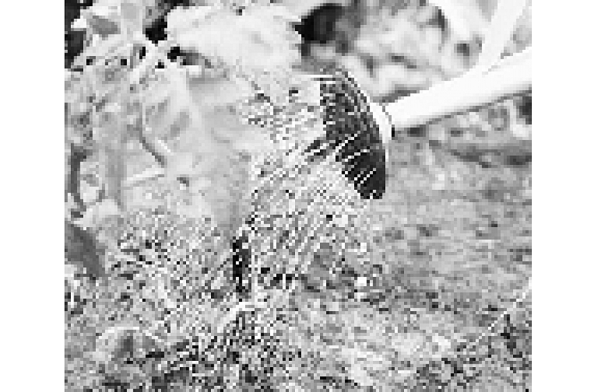 Foto: Kaļķot vai nekaļķot; autors: Kaļķot vai nekaļķot
