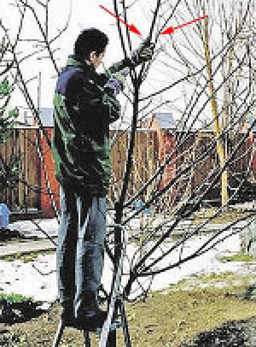 Foto: Kad veikt augļu koku apzāģēšanu; autors: Kad veikt augļu koku apzāģēšanu