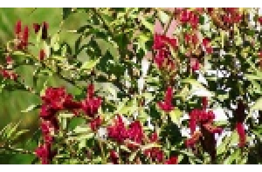 autors: Aicinām uz Stādu dienām Jelgavas pils teritorijā 1. un 2. maijā