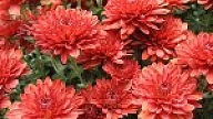 Daugavpilī šovasar parādīsies jauni apstādījumu veidi