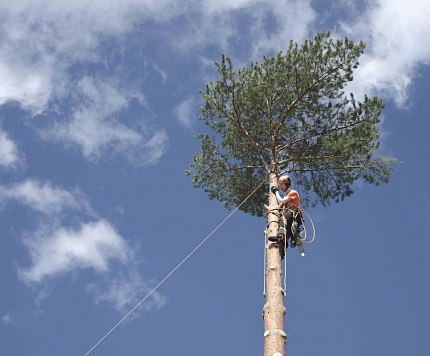 Kā aprūpēt piemājas kokus, lai vējā lūstoši zari nesabojātu īpašumu? Iesaka arborists