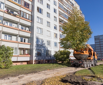 Kad koki staigā – ko nozīmē pārstādīt lielus kokus