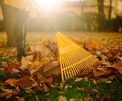 Ko darīt ar kritušajām lapām