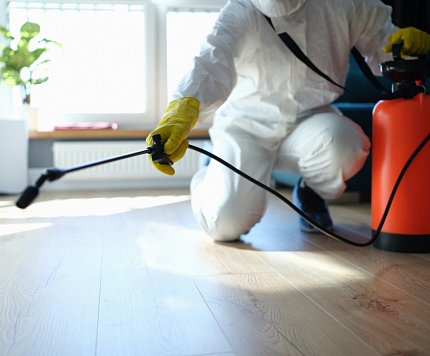 Profesionālā deratizācija vai indes no veikala – kas efektīvāk?