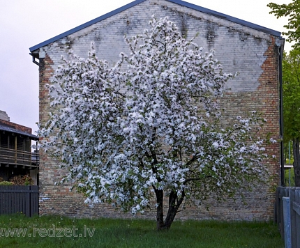 Latvijas Kokaugu nozares asociācija – ieraugi ainavu aiz kokiem!