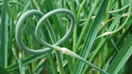 Garlic grows in Lithuanian rue gardens