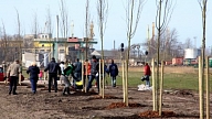 Ventspilī notiks tradicionālā koku stādīšanas talka