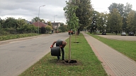 Valmiera. Liepu ielā atjaunoti liepu stādījumi