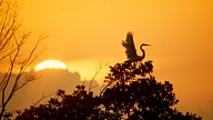 RTU Cēsu filiālē apskatāma "National Geographic Latvija" fotoizstāde "Putni Latvijā un  pasaulē"