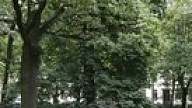 Būs vienota kārtība zemes gabalu iznomāšanai parkos komercdarbības veikšanai
