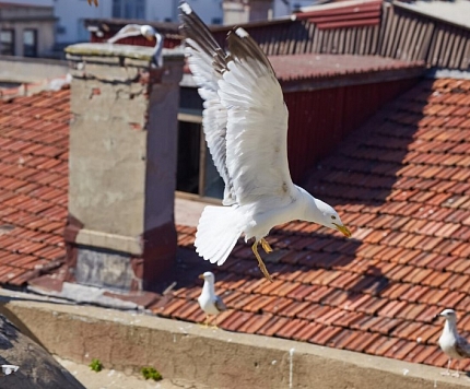 Putnu kontrole daudzdzīvokļu māju tuvumā: Ko var darīt?