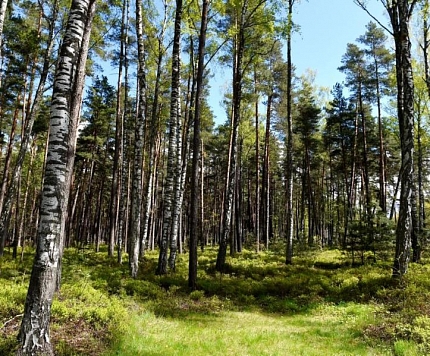 Pārdot mežu vai cirsmas izstrādes tiesības – kas izdevīgāk? 
