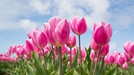 Pavasara krāsas – tulpju stādīšana un kopšana jūsu dārzā