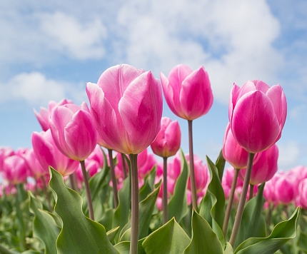 Pavasara krāsas – tulpju stādīšana un kopšana jūsu dārzā