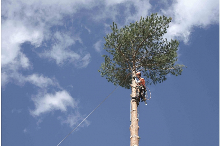 Kā aprūpēt piemājas kokus, lai vējā lūstoši zari nesabojātu īpašumu? Iesaka arborists