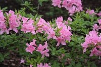 Rododendri pilnā plaukumā arī Latvijas Universitātes Botāniskajā dārzā