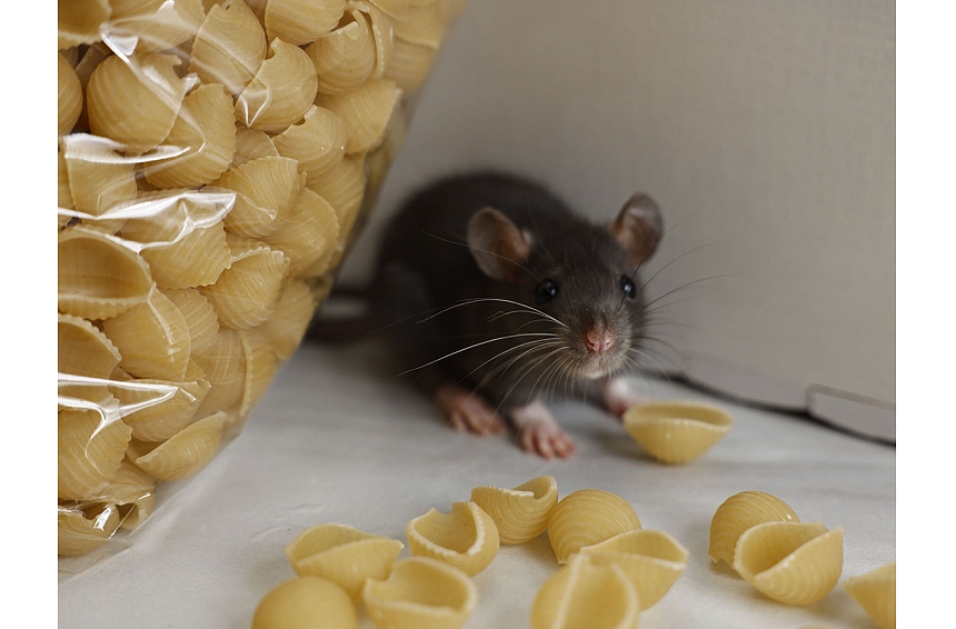 Žurkas pilsētā: kā novērst to iekļūšanu mājās un pasargāt veselību