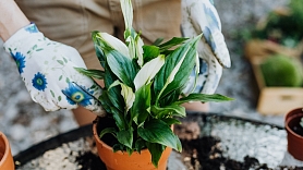 5 vērtīgi padomi istabas augu pārstādīšanai un mēslošanai pavasarī