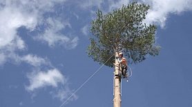 Kā aprūpēt piemājas kokus, lai vējā lūstoši zari nesabojātu īpašumu? Iesaka arborists