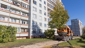 Kad koki staigā – ko nozīmē pārstādīt lielus kokus