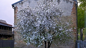 Latvijas Kokaugu nozares asociācija – ieraugi ainavu aiz kokiem!