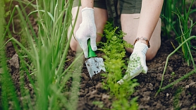 Aptauja: Latvijas iedzīvotāji vidēji dārza labiekārtošanai tērē līdz 50 eiro sezonā