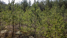 Iedzīvotāji aicināti aptaujā paust viedokli par ieceri samazināt ciršanas apjomus Rīgai piederošajos mežos