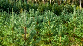 Meža atmežošana nav tikai koku izciršana