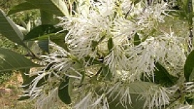 Nacionālajā Botāniskajā dārzā Salaspilī zied īrisi un sniegpārsliņu koks