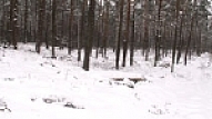 Ar AS " Latvijas valsts meži" vadību panākta vienošanās par koku ciršanas apturēšanu piepilsētas mežos