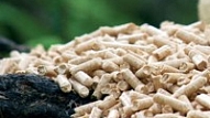 "Liepājas enerģija" pēta iespējas būvēt biomasas koģenerācijas bloku
