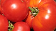 Viss par tomātu audzēšanu