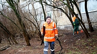 No 15. aprīļa Rīgas teritorijā stāsies spēkā koku ciršanas liegums