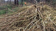 Liepāja. Uzsāk piejūras kāpu aizsargājamo biotopu kopšanu