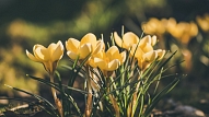 Pavasara dārza darbi: Kādus košumkrūmus un sīpolpuķes izvēlēties, un kā stādīt?