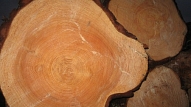 65% ģimeņu savos mājokļos vēlētos vairāk koka izstrādājumu