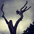 Bīstamo koku zāģēšana, koku kopšana, arborists