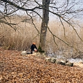 Koku zāģēšana, arborista pakalpojumi