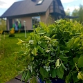 Lieliska pirts, viesu nams "Burziņi"