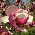 Sīpoli magnolia rustica rubra