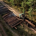 Mežsitrāde