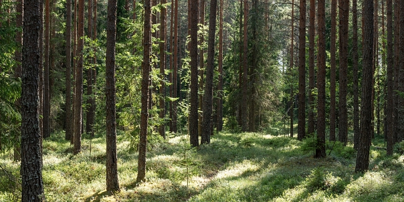 Kas ir ilgtspējīga mežsaimniecība?