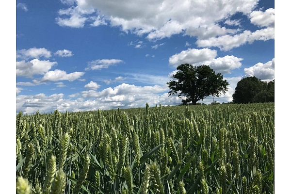 Augu aizsardzības līdzekļi