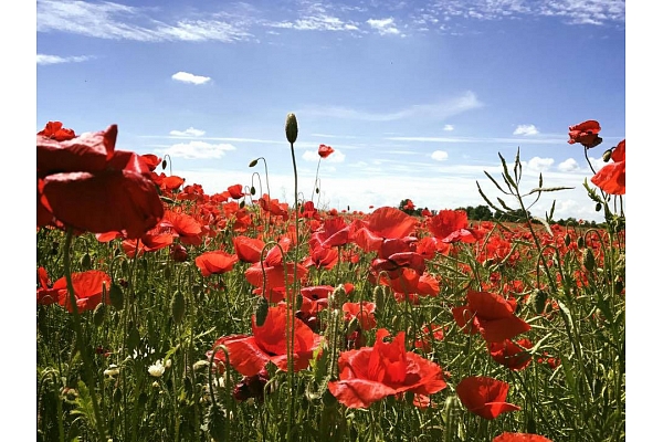 Augu aizsardzības līdzekļi