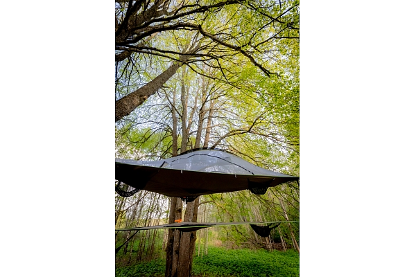 Telts liepās