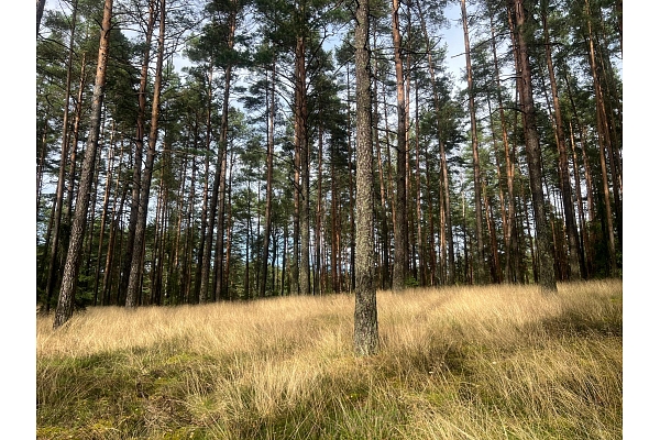 atmežošanas plāns