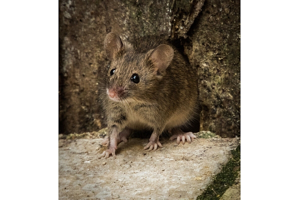 Peļu apkarošana