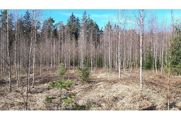 Mežizstrāde un mežkopība. Teritoriju sakopšana, koku izzāģēšana, zāles pļaušana un mulčēšana, zaru šķeldošana