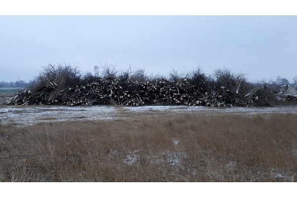 Mežizstrāde un mežkopība. Teritoriju sakopšana, koku izzāģēšana, zāles pļaušana un mulčēšana, zaru šķeldošana