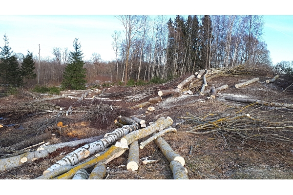 Mežizstrāde un mežkopība. Teritoriju sakopšana, koku izzāģēšana, zāles pļaušana un mulčēšana, zaru šķeldošana